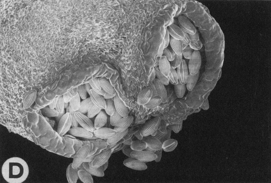 Покажем лишь один пример – вельвичию. Источник рисунка - Peter K. Endress. 1996. Structure and Function of Female and Bisexual Organ Complexes in Gnetales. International Journal of Plant Sciences. Vol. 157, No. 6, Supplement: Biology and Evolution of the Gnetales. P. 113-S125