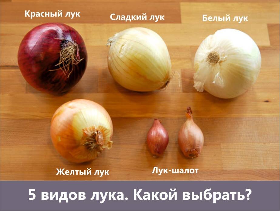 типы луковиц нарцисса. типы луковиц. типы луковиц. клубни цветов. цветок в виде луковицы.