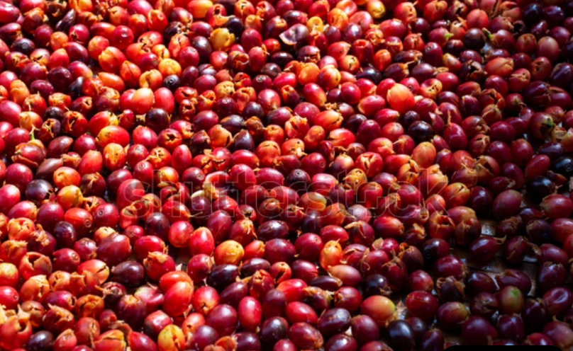 Свежая кожица кофейной оболочки