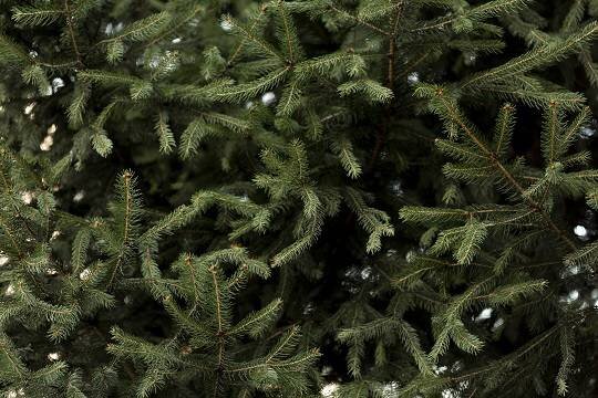    В Красноярском крае чиновники спилили елку на участке местной жительницы и установили на площади