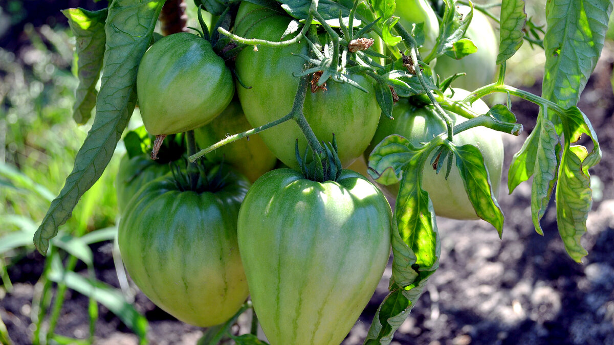 Томат бычье сердце. Вот уж действительно Легенда