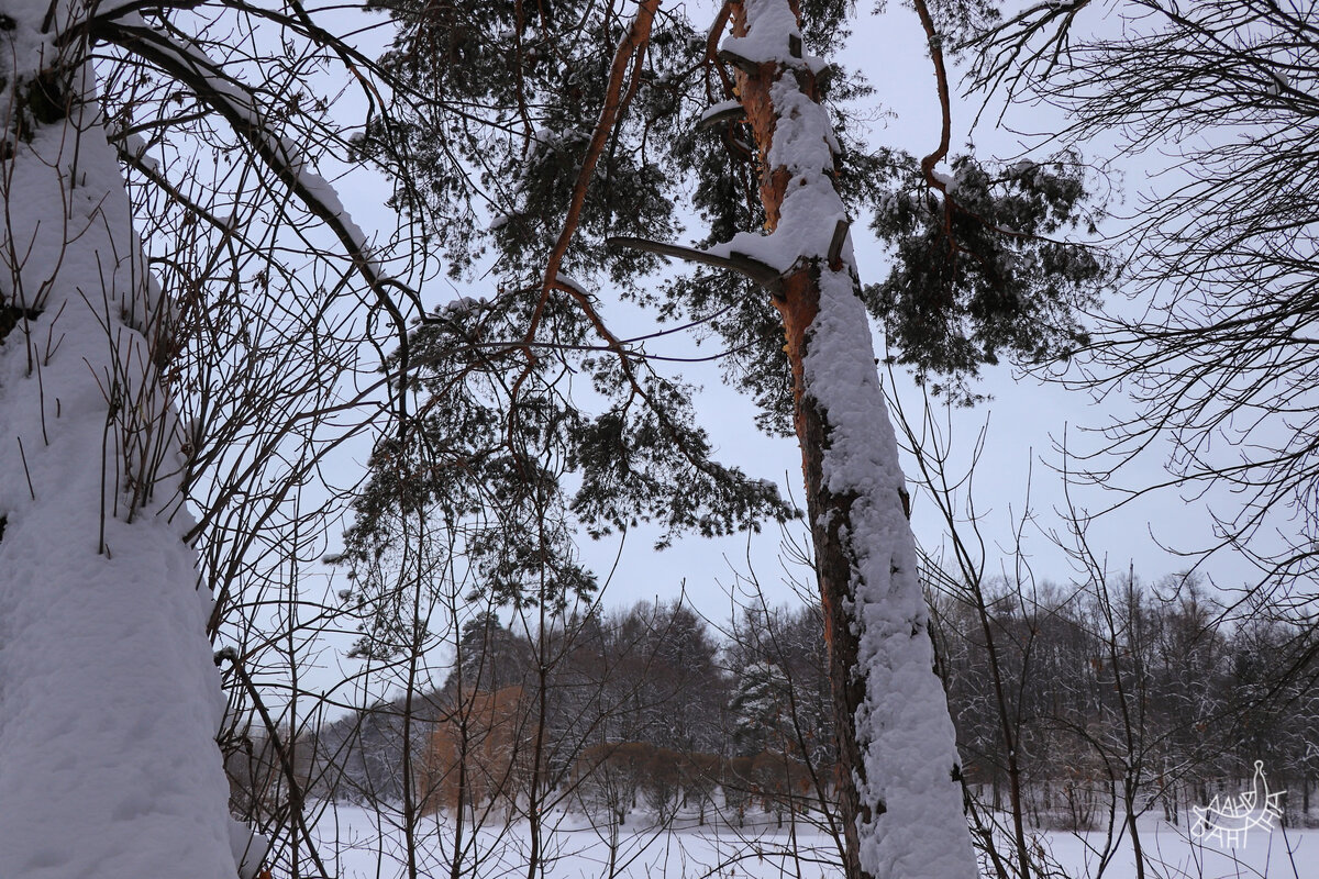 Сосна привносит толику цвета в безотрадное торжество серого