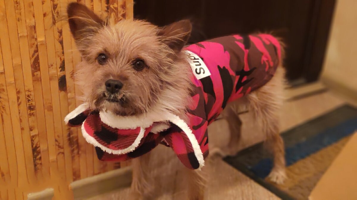 Гулять и украшать мир.