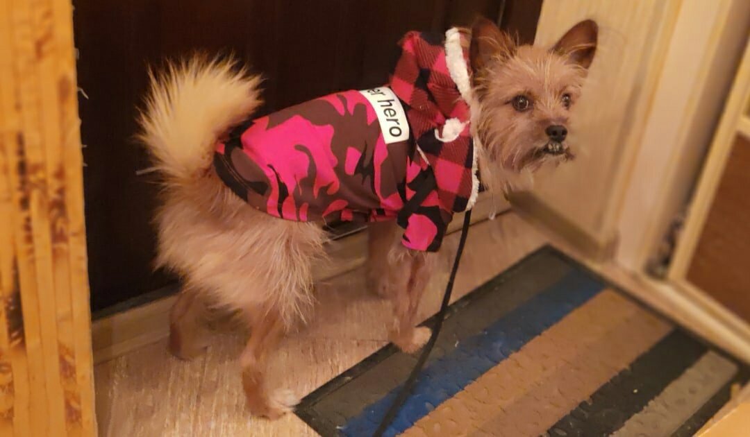 Кто со мной гулять? Айда!!!