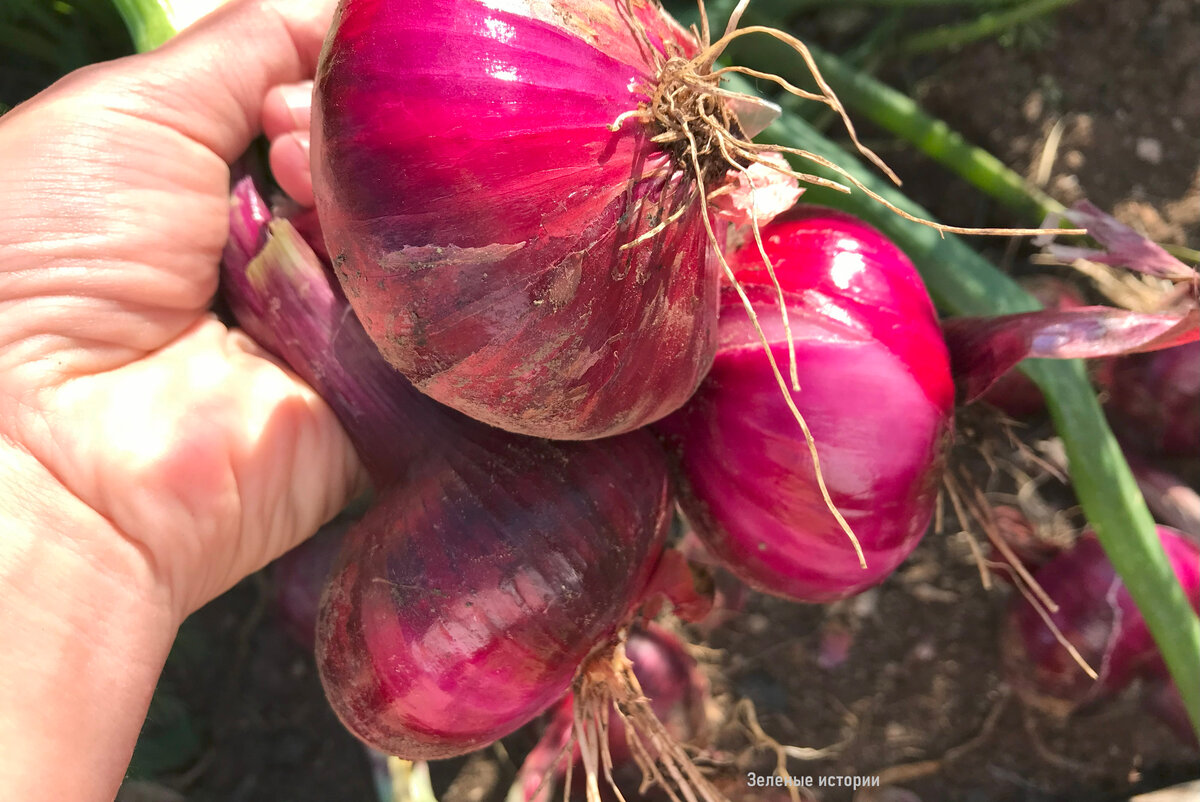 Такой лук у меня растет