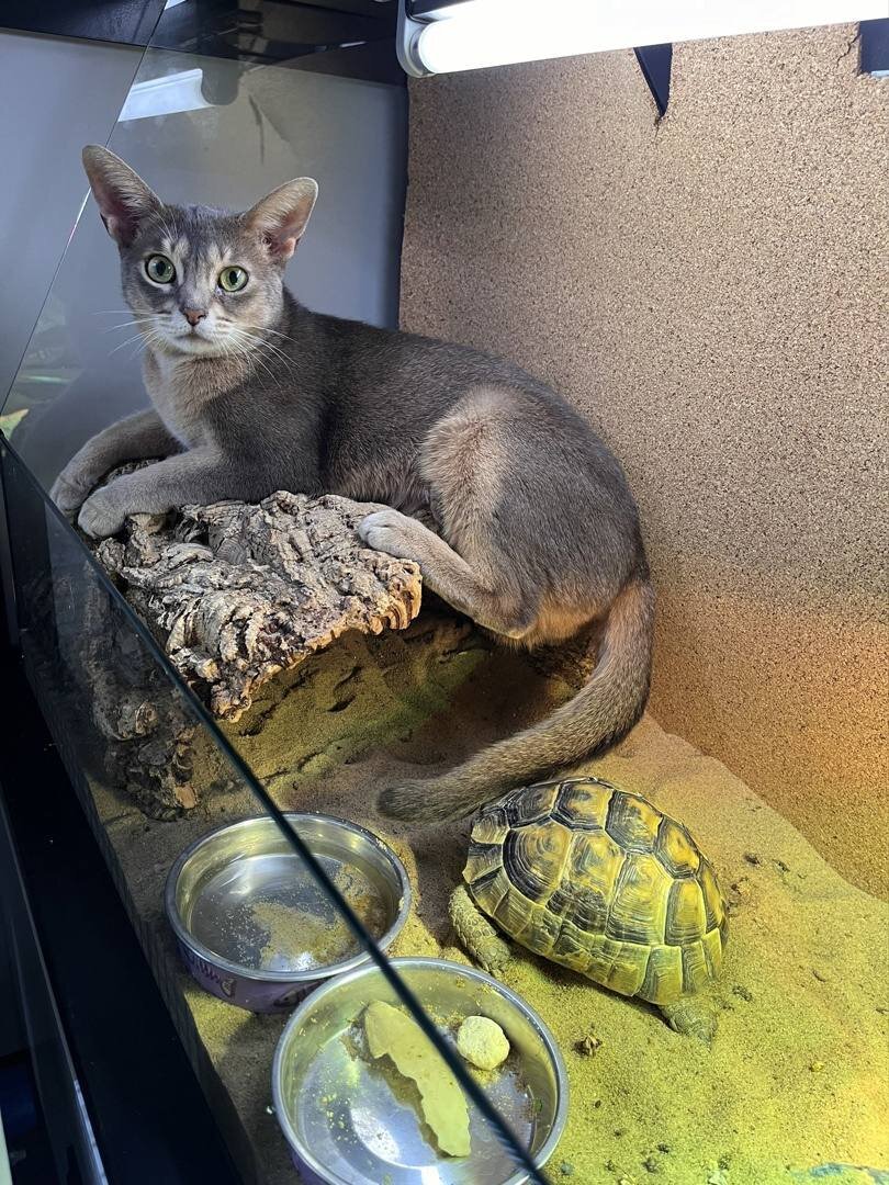 Террариум с сухопутной черепахой и котом