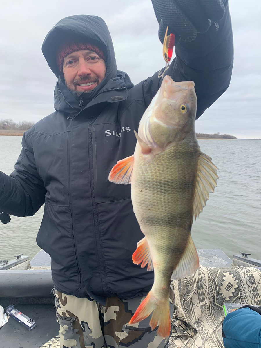 В дельту зашел окунь с моря в больших  количествах и неплохих размеров. Фото: О. Сараны.