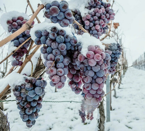 Календарь виноградаря зимой. | Всё о винограде | Дзен