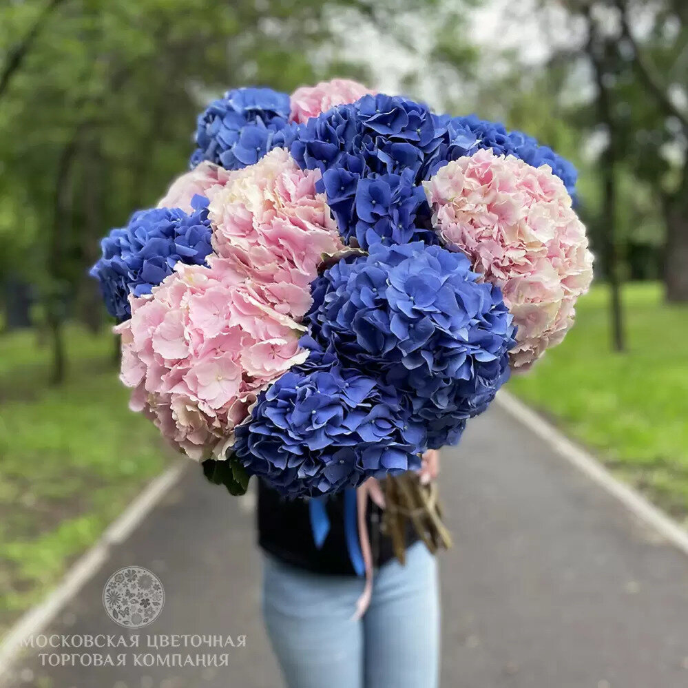 Уход за срезанной гортензией: советы и рекомендации