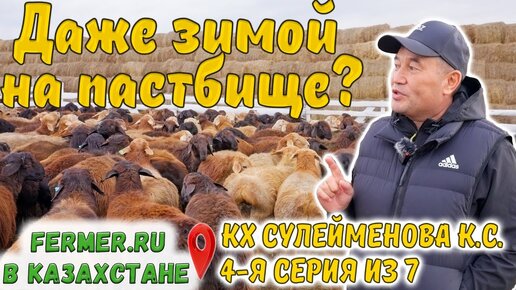 Особенности содержания овец эдильбаевской породы. Баранчики 4-5 мес. КХ Сулейменова К.С.