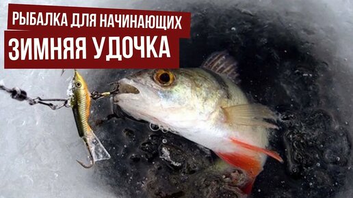 Лучшая зимняя удочка на судака своими руками! - Статьи о рыбалке