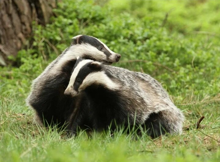 Барсуки образуют пару на всю жизнь.