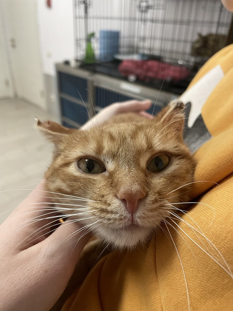 Через некоторое время после того, как мы забрали её с улицы