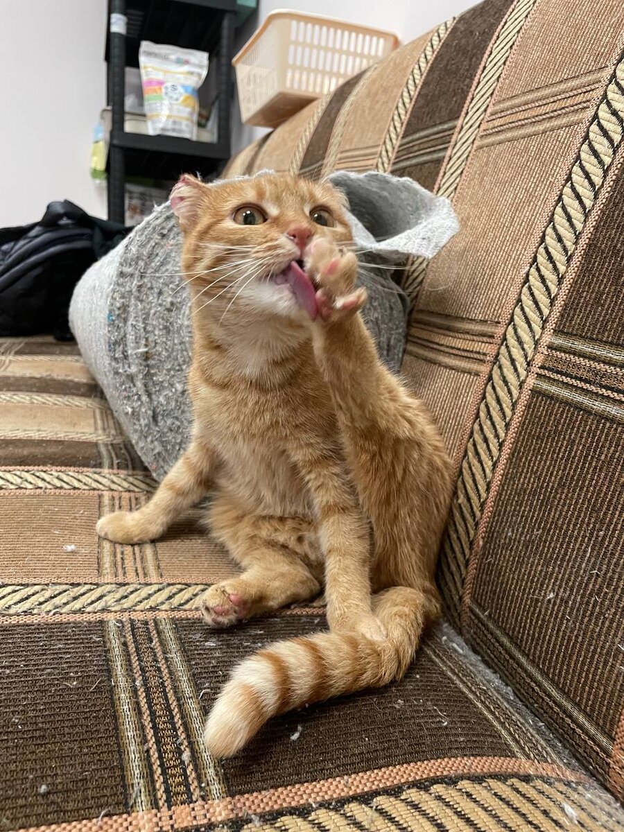 Вот это простое кошачье упражнение далось Мандаринке не сразу