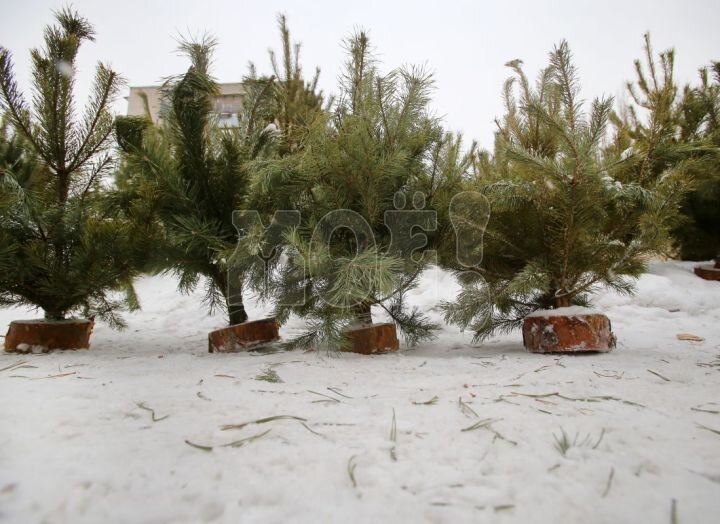 Цену на новогодние деревья мы уточнили у продавцов одного из первых открывшихся в Воронеже ёлочных базаров на улице Жукова.