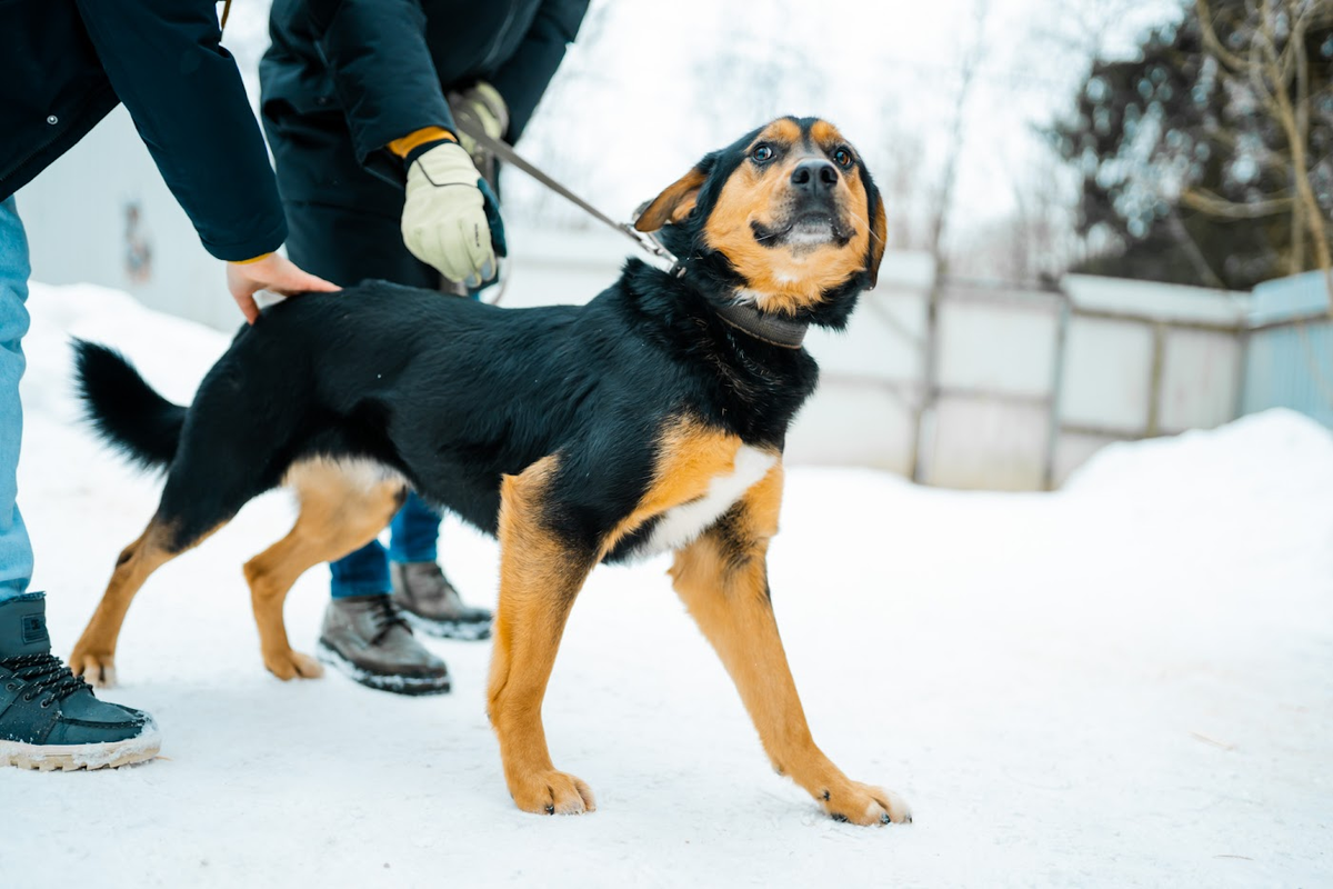 Фото с выездов «Погуляй Собаку» 