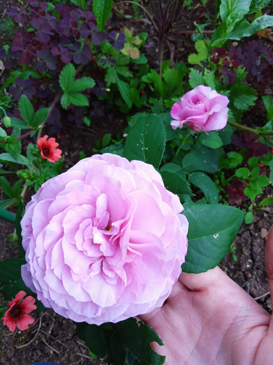 Флорибунда Лавандер Айс в моём саду