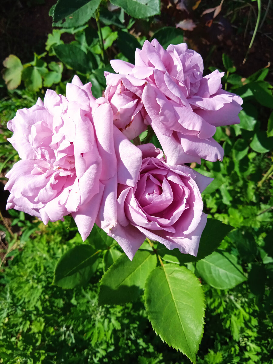 Ч/г Блю Парфюм в моём саду