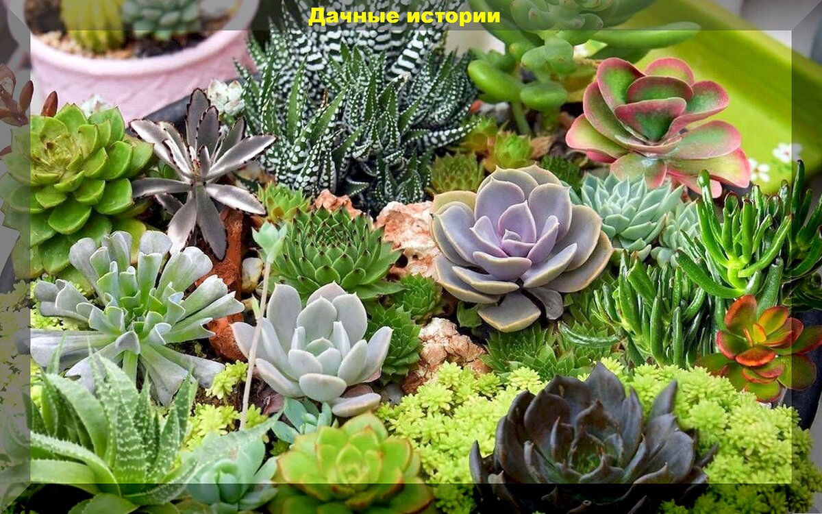 Типа суккуленты. Sedum clavatum. Актефила (actephila) - суккулент. Типа суккуленты. Суккулент экобио.