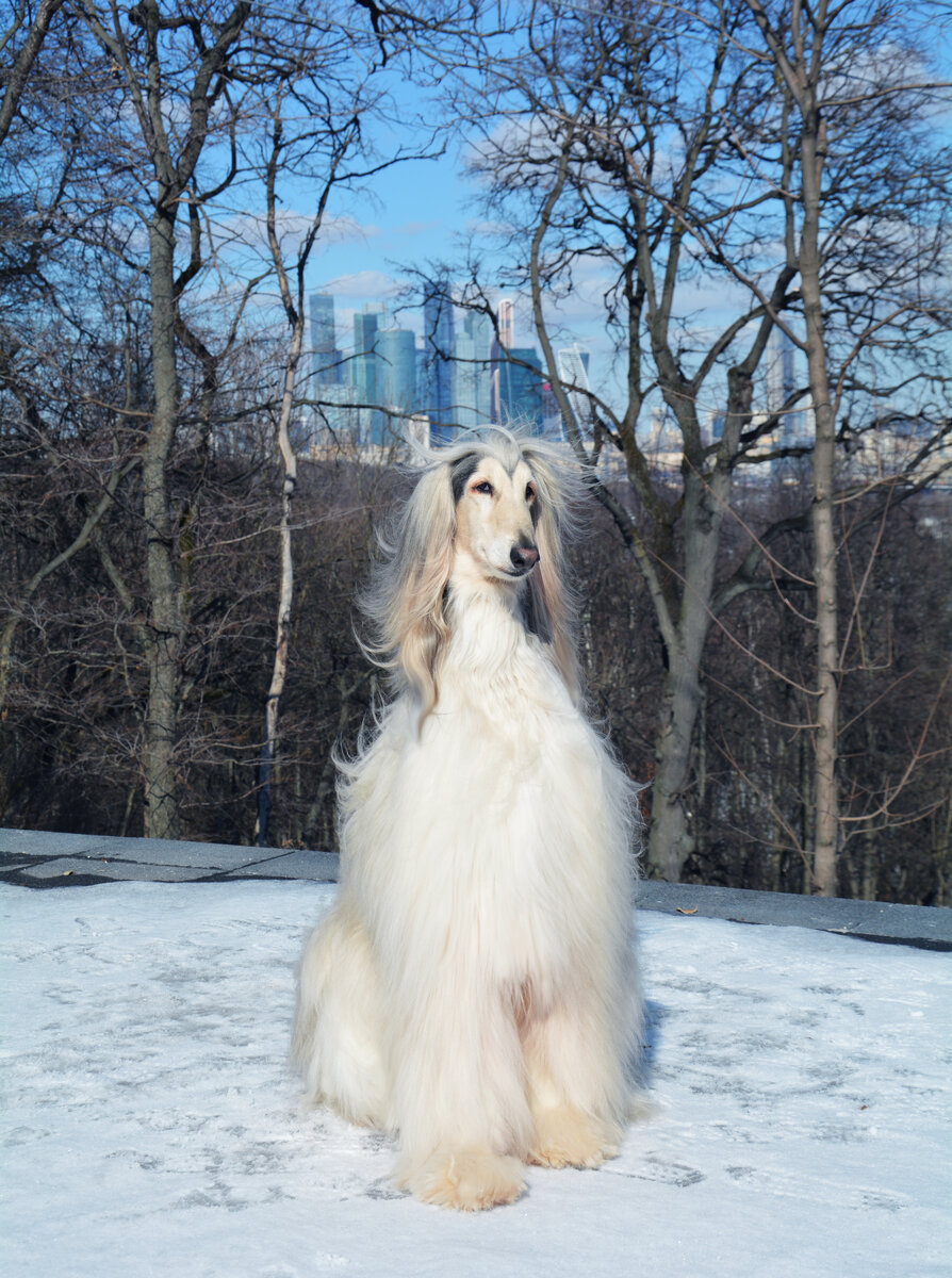 Просто зима