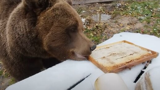 Медведь Мансур получил рамку мёда.