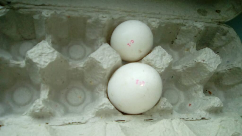 Белые яйца, перевязанные розовыми и синими веревками | Премиум Фото