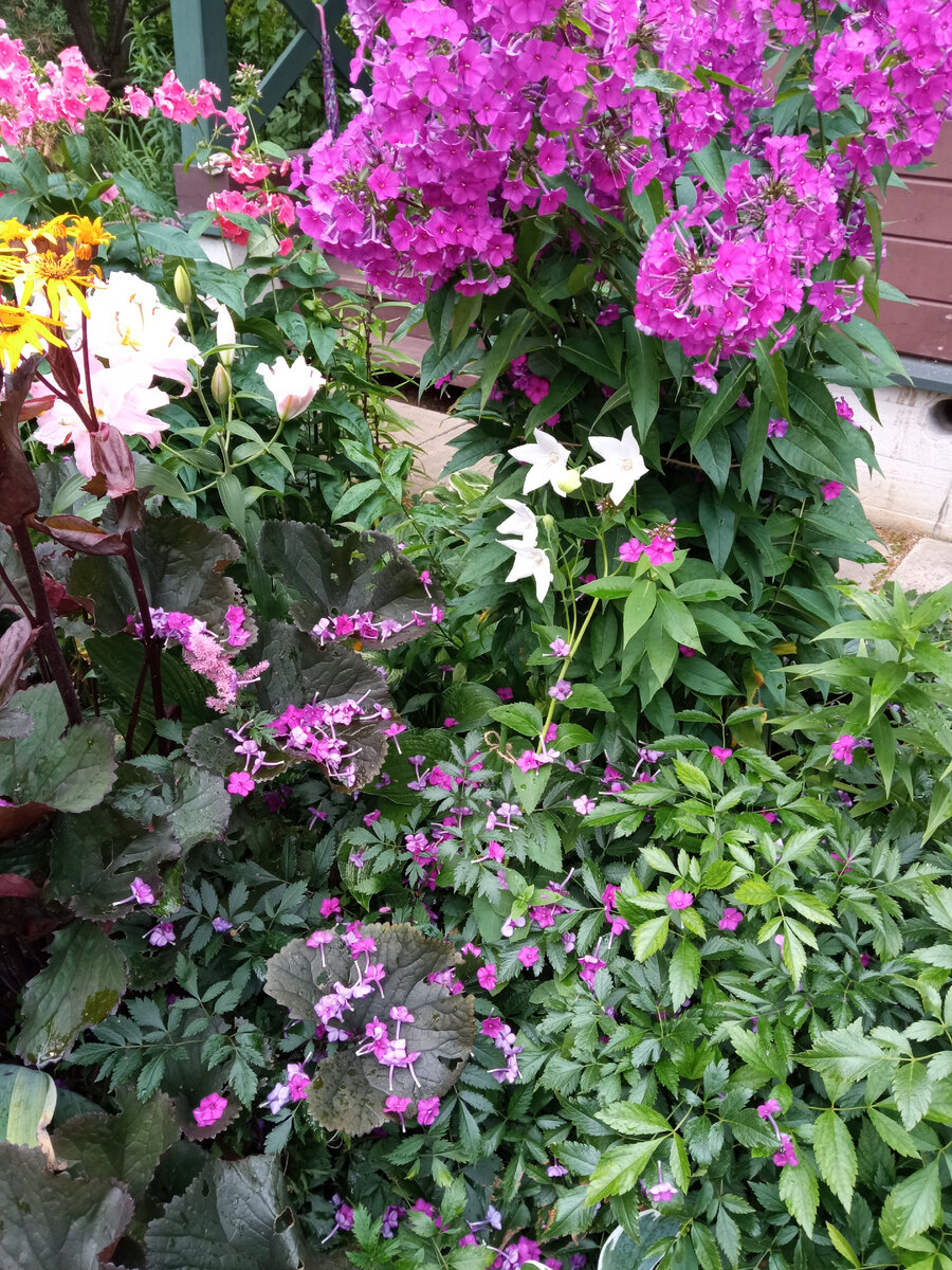 Цветки флокса на листьях бузульника и астильбы. 