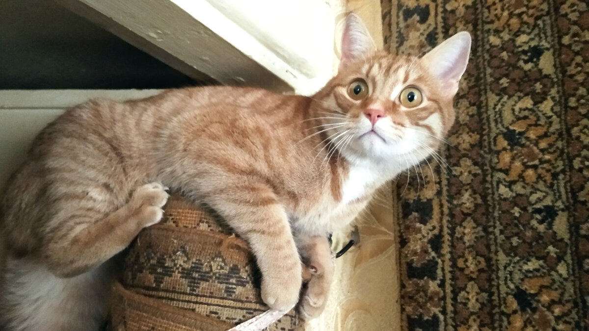 Личное фото