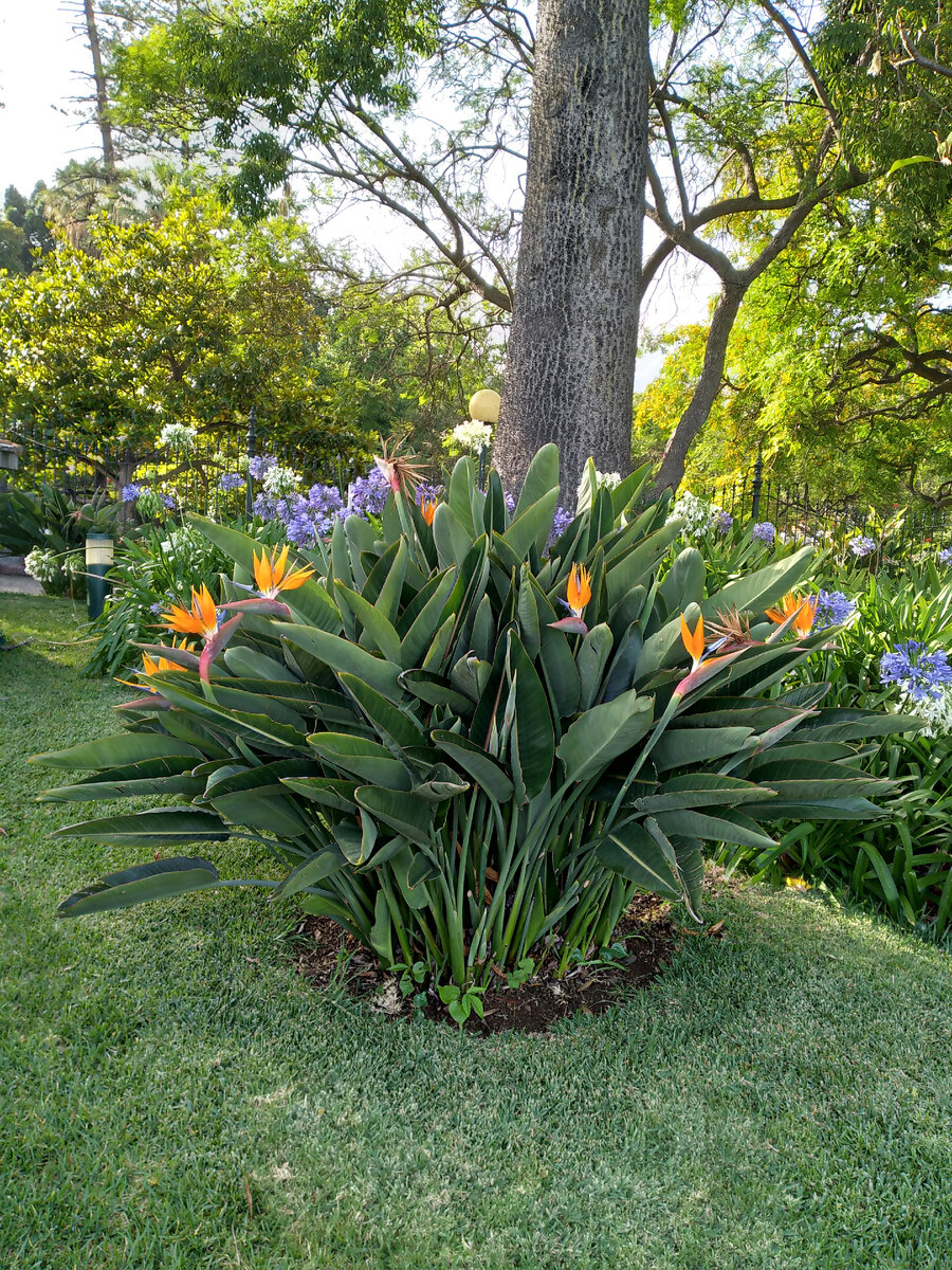 В городском парке Фуншала