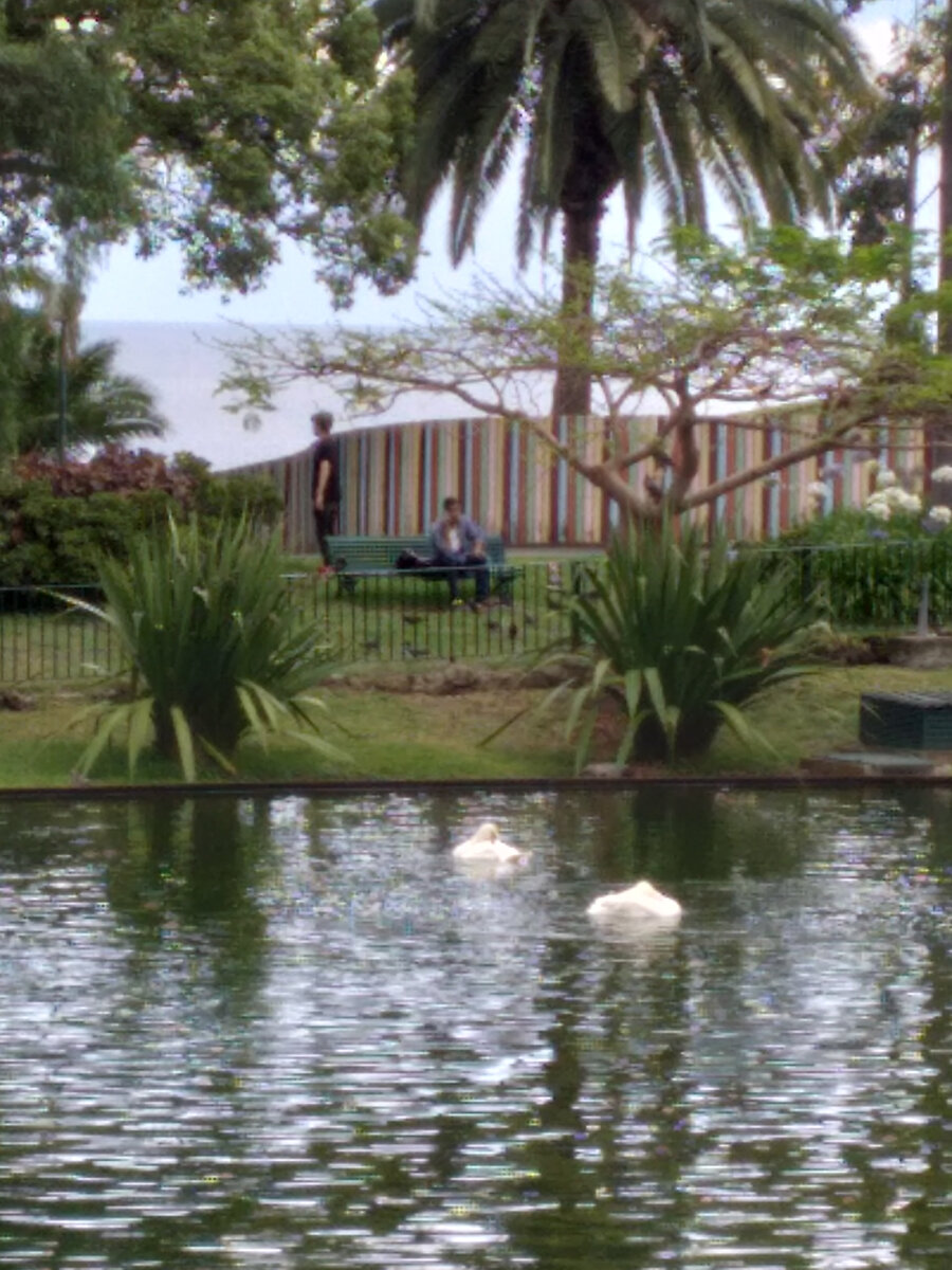 Дивные лебеди в пруду на берегу океана