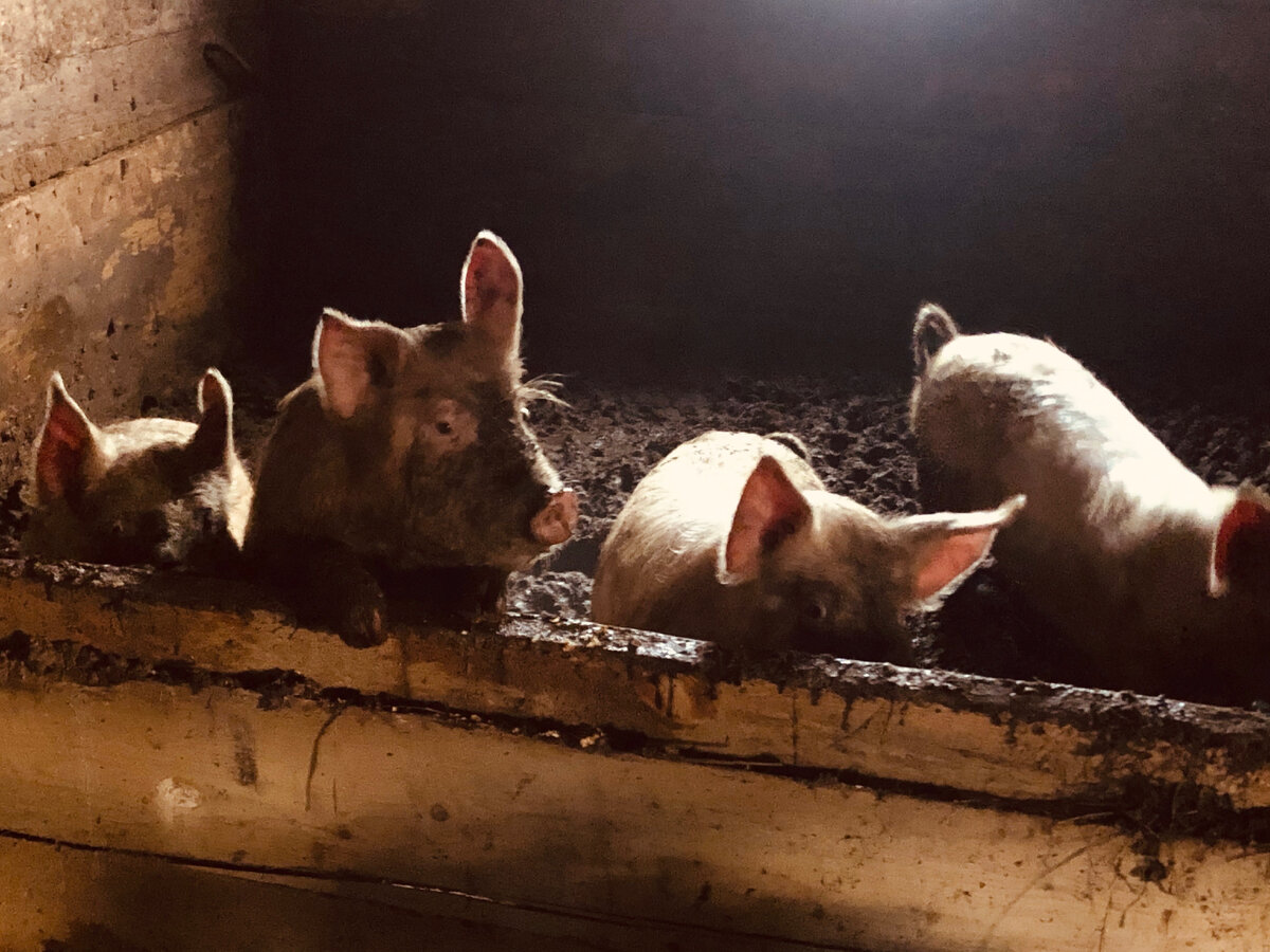 Поросята, которых мы ходили кормить.