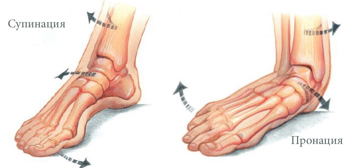 Супинация и пронация. Источник: Яндекс. Картинки