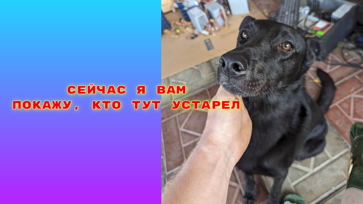 Это мой дворовый друг - Дюк, очень просился на заставку статьи, я не смог ему отказать