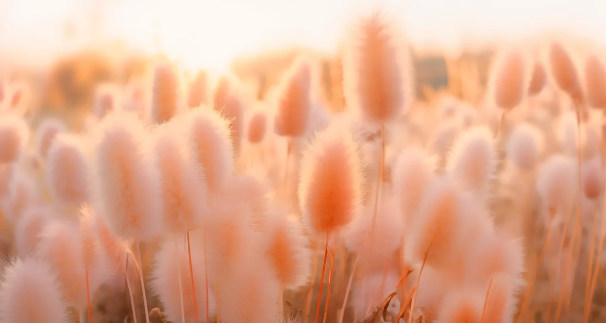 Цвет года 2024. Источник: pantone.com