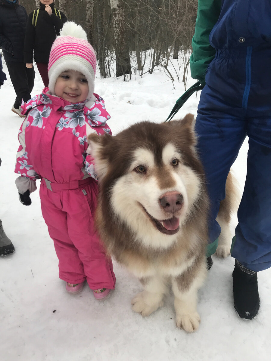 Фото делала на соревнованиях на собачьих упряжках! Вот там дисциплина, убирают по умолчанию ☝️