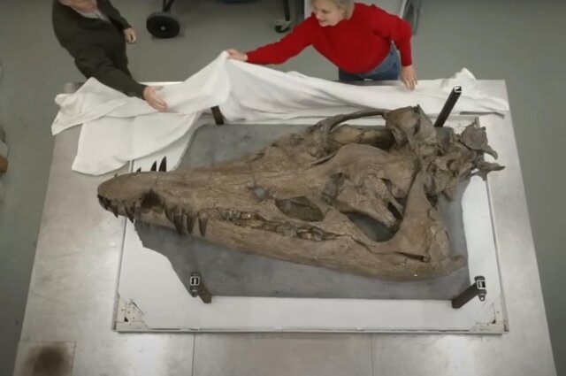    Череп плиозавр. Фото: кадр видео/ BBC News