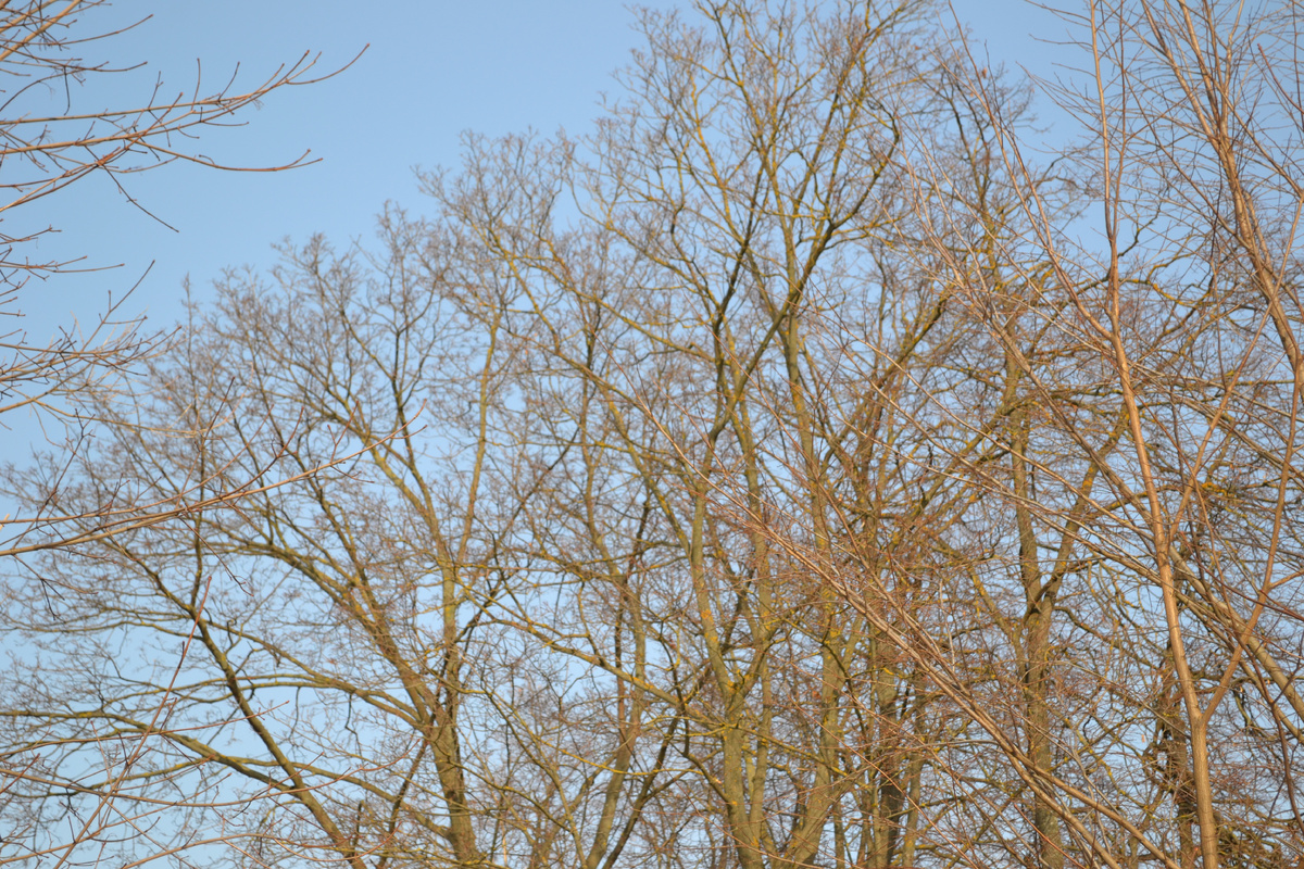 Весна, март. Фото автора канала 