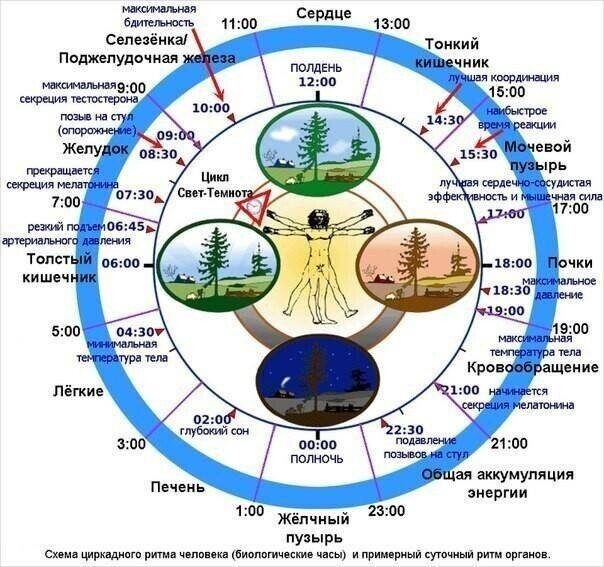 Соблюдайте режим и все будет замечательно 