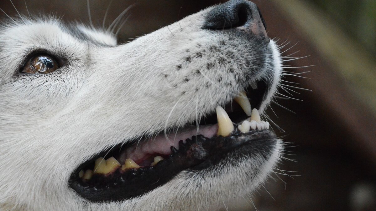     В Приморском крае 13-летние жительницы Арсеньева жестоко обошлись с собакой. Одна из них кинула животное в стеклянный шкаф, а вторая записала это на видео. К делу подключилась городская прокуратура, она поставила на контроль проведение доследственной проверки.