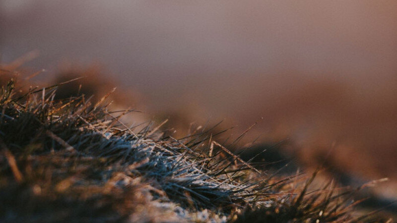     Заморозки. Иней. СС0