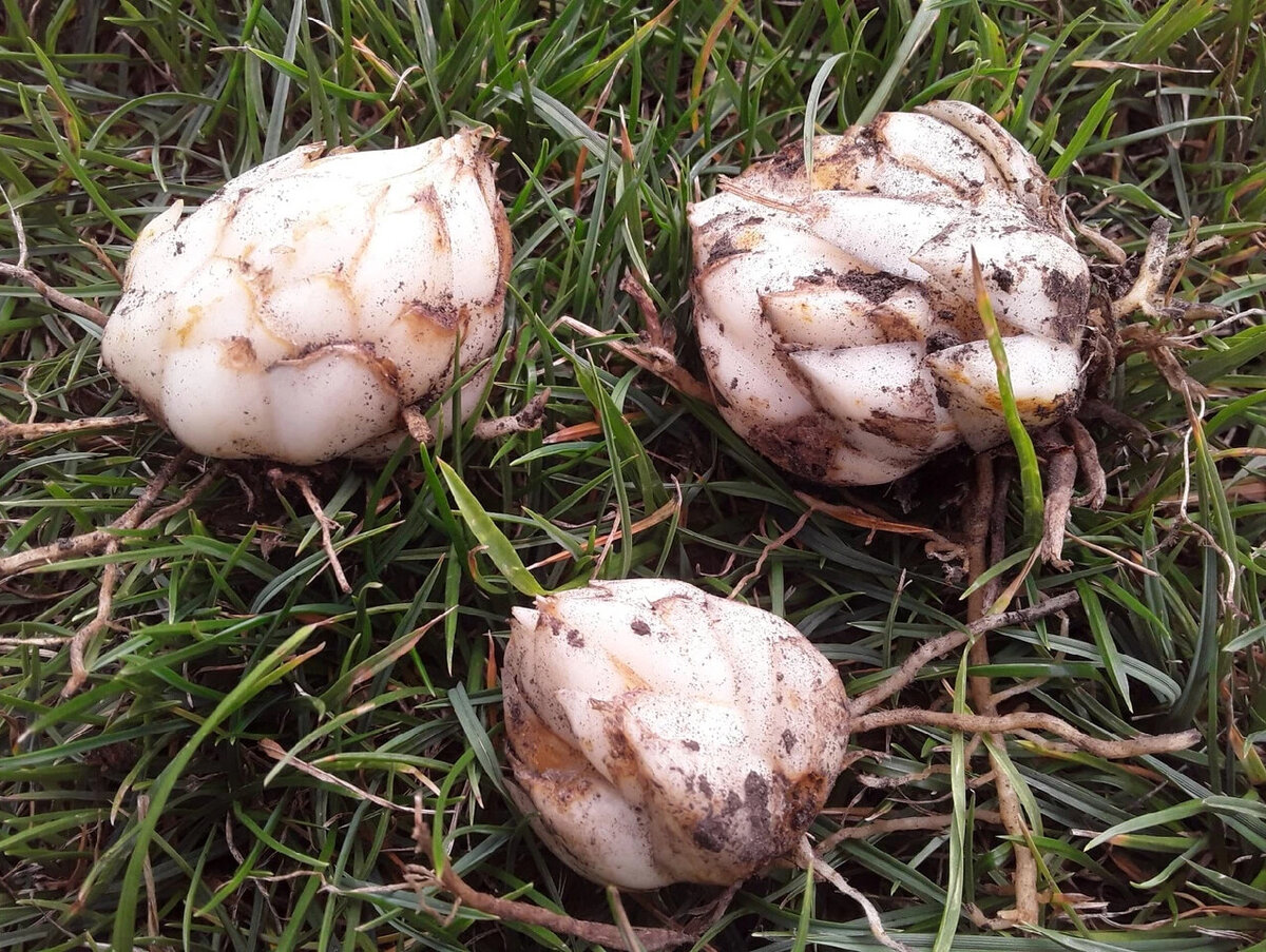 "Забытые" лилии не только восстановились, но и размножились