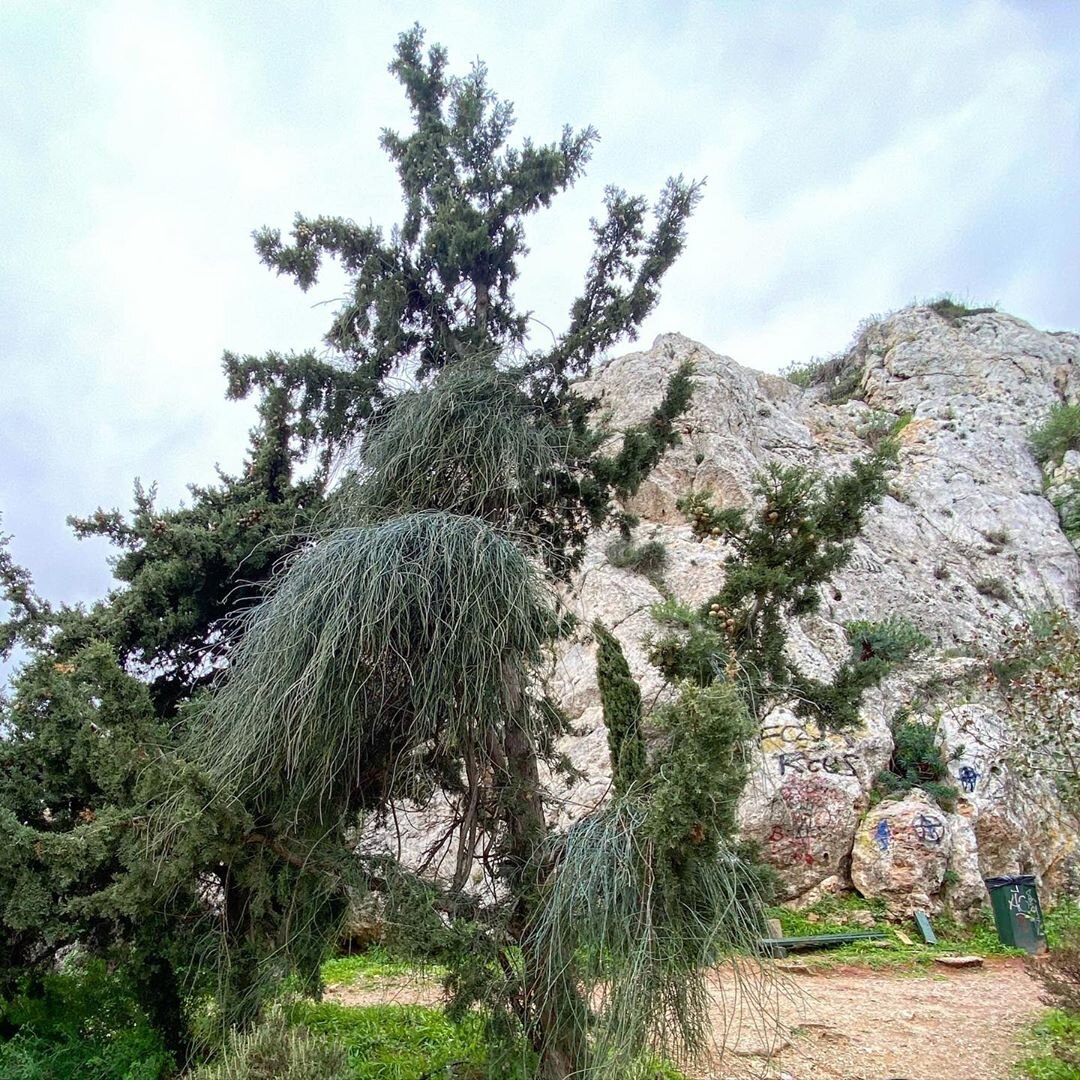 В данном случае, ей попался на жизненном пути кипарис вечнозеленый (Cupressus sempervirens)