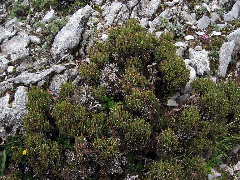 На снимке, конечно, не рекордная высота над уровнем моря. Поэтому растение довольно крупное