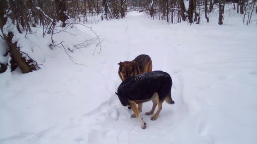 Собачки обиделись на меня.🐕🐕❄️🌨️