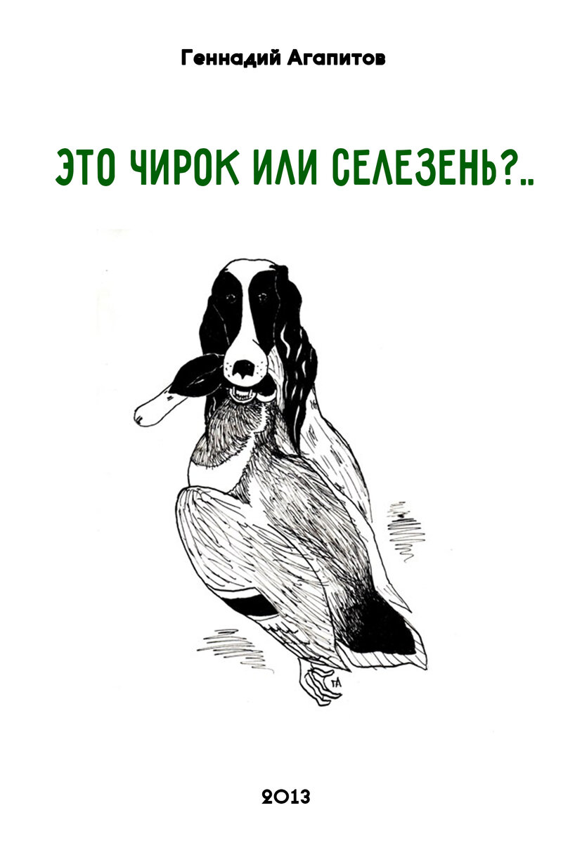 Если бы это был анекдот, то было бы остроумно и смешно. Но грустно. Вынесенный в заголовок вопрос на осенней охоте задал моему дяде встречный охотник, державший в руке молодую крякуху...Вообще-то поразмышлять хотелось об итогах весенней охоты и мониторинге водоплавающих видов птиц, но к нашим познаниям в области биоразнообразия неизбежно придется вернуться. 
Весенняя охота в Октябрьском охотхозяйстве (Республика Башкортостан) в 2013 году состоялась с 20 по 29 апреля на вальдшнепов, гусей и селезней. За разрешениями на добычу дичи в правление Октябрьского ГООиР обратились 143 охотника, в том числе один взял разовое. 72 человека изьявили желание охотиться на все три вида, 16 человек-на гусей и селезней, 9 только на селезней, 12-на селезней и вальдшнепов и 34-только на вальдшнепов. Иначе говоря, 118 охотников имели намерение добывать вальдшнепов, 88-гусей и 109-селезней.

В путевке-договоре изложена обязанность охотника вернуть этот документ по месту получения в 10-тидневный срок после указанного в нем дня окончания охоты. То же самое и в разрешении, но в 20-тидневный срок. Как бы там нибыло, по состоянию на 29 мая 2013 года возвращенными были 98 разрешений и путевок-договоров при них. Однако почерпнуть какую-либо внятную информацию оказалось возможным только из 87.

Охота на вальдшнепов на вечерней тяге у нас самая популярная. Из 74-х изученных разрешений следует, что охотники отстояли 194 вечерки и добыли 79 вальдшнепов. Но добыли их только 29 мастеров этого дела за 138 выходов на охоту. Если более детальная таблица (за 2 выхода-7 вальдшнепов, , за 5 - 6 и т.п.) подтверждает необходимость мастерства, то приводимые здесь цифры - еще и настойчивость: оставшиеся без добычи 27 охотников были на тяге всего 56 раз (18 человек разрешение взяли, но на охоту не ходили). В целом большинство опрошенных "сходятся" на пяти увиденных вальдшнепах за вечер (26 мая, на учете, за два часа мы отметили 14(!) вальдшнепов, причем только двух на слух и еще одного после учетного времени).

Охоты на гусей у нас нет и, сколько себя помню, столько и небыло.

"Гусиных" разрешений удалось изучить 48 штук, из которых выясняется, что охотники были в угодьях 132 раза и добыли двух белолобых гусей. 35 человек за 112 дней остались без добычи, а 11 не выходили охотится вовсе. В.Шангареев и В.Башкин, находясь в одном скрадке, выбили по гусю из одной стаи в 15 особей.

Этих двух гусей, может быть, мы "впишем в историю". Почему? А в граничащем с нами с севера Туймазинском охотхозяйстве на гуся худо-бедно охотятся, а мы, грубо говоря, не знаем как он выглядит. И вдруг два года назад егерь В.Козлов на лесном озерке с "ладошку" застал ночью гомонящую стаю гусей. Исходя из соображения "пусть отдыхают" близко подходить не стал. В прошлом году гусей над нашими угодьями видели многие. В этом году видели почти все, в том числе уже и на воде. Мы, как бы это поточнее сказать, не имеем привычки добывать гусей, поэтому ряд возможностей охотники прозевали. Сообщалось о стайках в 20, 17, 15, 12, 8 и 5 особей. 22 апреля в 20 часов 30 минут я совместно с охотниками Б,Седаковым и И.Бадретдиновым наблюдал на Ермекеевском водохранилище, явно оказывающих друг другу благосклонность, пару гусей. Первых же в этом году 20 белолобых видел в 12:00 16 апреля.

Может быть мы наблюдаем процесс формирования нового пролетного маршрута гусей?. Дай-то Бог. ( Лебеди-кликуны, появившись впервые в конце 1980-х, закрепились у нас, гнездятся, выводят потомство и даже зимуют).

Охота на селезней - самая добычливая. При том, что 14 человек на охоту не попали, а 16 человек, побывав в угодьях 27 раз, остались без добычи, 32 "утятника" неутомимо сидели в скрадках 141 день и добыли 158 селезней (вот только селезней-ли). А именно: чирка-трескунка - 55; кряквы - 33; хохлатой чернети - 25; красноголового нырка - 18; чомги - 6; чирка свистунка - 5; гоголя - 4; широконоски - 4; крохаля - 3; серой - 1; поганки - 1; свиязи - 1.

Примерно с половиной, или чуть больше, охотников, вернувших 62 "утиных" разрешения, мне удалось побеседовать. Если количеству добытых особей можно доверять, а количеству выходов на охоту можно доверять приблизительно, то "поименному" списку, как по видовой, так и по половой принадлежности, нельзя доверять ни в коем случае. Многие, опасно многие, в действительности не знают, кого убивают:"Да плавала там" - а то и "летела". Есть такие, кто для себя "серьезного" эти знания полагает чепухой. Факт, но очень многие, из сезона в сезон получая разрешения и путевки договоры, ни разу не удосужились ознакомиться с их содержанием:"Что заполнять? Где? Да-а?! А зачем? Ну напиши, там, что надо."!

Именно весенняя охота особенно заставляет задуматься.

Как исхитриться, что бы к первому выходу на охоту человек хотя бы различал понятия - "чирок", "селезень"? Как убедить уже имеющийся контингент "охотников", что знание биоразнообразия, хотя бы охотничьих видов, важно и нужно? Как научить грамотно, правдиво заполнять и возвращать разрешения и путевки-договоры? Как, например, сорокалетнему "коммерсанту"-перепродавцу обьяснять, что такое хорошо, а что такое плохо, когда в его устоявшемся представлении охота - крутая ращвлекуха "элиты" и только, а за каждый утаенный им от налогов и затраченный на охоту грош он должен получить 300% прибыли и готов ради этого на все? Как перестать "верстать" в охотники коно ни попадя, но " имеющих право"? Как?

Часто звучащие высказывания специалистов по поводу недостоверности официальных сведений о состоянии популяций дичи явно небеспочвенны. Недостоверны и сведения об охотничьем изьятии дичи. Но можно-ли винить охотника? Однозначно нет. Причин недостоверности много, и одна из немало решающих - сверкающий меч санкций различных органов.

Представьте картину: в некоем охотхозяйстве и на двести километров вокруг медведя нет и последние лет двести уже небыло. И вдруг охотпользователя штрафуют, за то, что медведей в своем хозяйстве не посчитал!!!. Чем это закончится? Правильно, в следующем году в контролирующий орган будет торжественно переправлен "красный обоз" большегрузных самосвалов,от горизонта, с терриконами пустопорожней макулатуры:"Силами, дескать, многократно превышающими наши силы, учет на необозримых пространствах шароквадратных куболитров атмосферы, провели. Гнездовий, лежбищ, высыпок и пролетных маршрутов медведей не обнаружили". Все бы ничего, ноль он и есть ноль, вот только все мнимые тонно-километры "учетных маршрутов" и прочих пробных площадей, реально прилепятся к реальным медведям в реальных местах обитания. Тоесть "впишутся в картину" состояния популяции.

Реальный обьем добычи и его качественные показатели наиболее полно отображают состояние популяций дичи. Но разве станет охотник указывать в ИМЕННОМ документе то, за что его могут наказать? А что будет с охотпользователем, если он признается в существовании нарушений в его хозяйстве? Лет 25-30 назад я знавал одного такого высокопоставленного деятеля, любителя не выходя из своего уютного кабинета "лрвить браконьеров" через 2-3 года после охоты.(Помнится, между прочим, почетных регалий у этого "специалиста" было - до кладбища враз не дотащишь.)

Ныне применяемые бланки разрешения и путевки-договора не позволяют в полной мере осветить добычу, а также по вышеизложенным причинам от их заполнения охотником следует отказаться вовсе. Видится необходимым перейти к анонимному анкетированию добычи, при постоянной соответствующей разьяснительной работе среди охотников. Таким образом, как мне кадется, можно получить наиболее близкие к истине данные о количестве изымаемой дичи (не только охотничьей) по видам и полу. Анкета должна быть не иначе как в виде своеобразного дневника. Так возникнет возможность наблюдать движение мигрирующих видов, иметь представление о реальной посещаемости охотниками угодий и др.

Я знаю, что денег ни у кого нет и уже никогда не булет. Знаю. Но охотники должны быть обеспечены определителями дичи. Обязательно. Иного пути образования современного охотника не вижу. (Охотминимум?Кандидатский стаж? - проехали. Школы? Курсы? - ну и будут, как везде, справкпми торговать).

До тех пор, пока мы не знаем, кто у нас в ягдташе, "чирок" или "селезень", у нас нет не только аргументов против сторонников запрета, например весенней охоты, а вообще нравственного права на охоту.