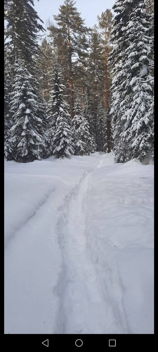 Заснеженный лес