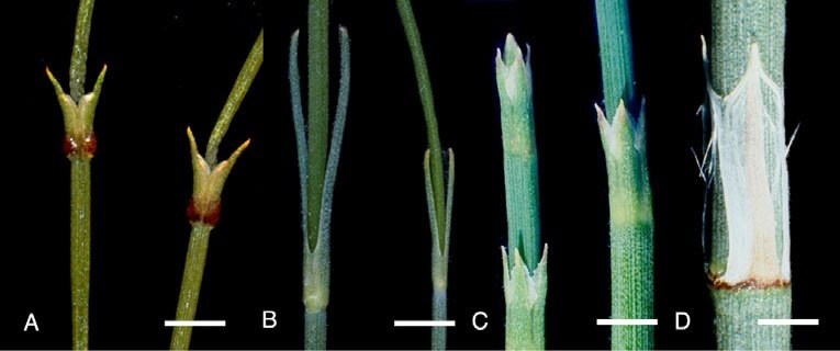 Посмотрим разнообразие на примере листа.      Источник рисунка - Stefanie M. Ickert-Bond and Susanne S. Renner. 2016. The Gnetales: Recent insights on their morphology, reproductive biology, chromosome numbers, biogeography, and divergence times // J. Syst. Evol. 54(1): 1–16