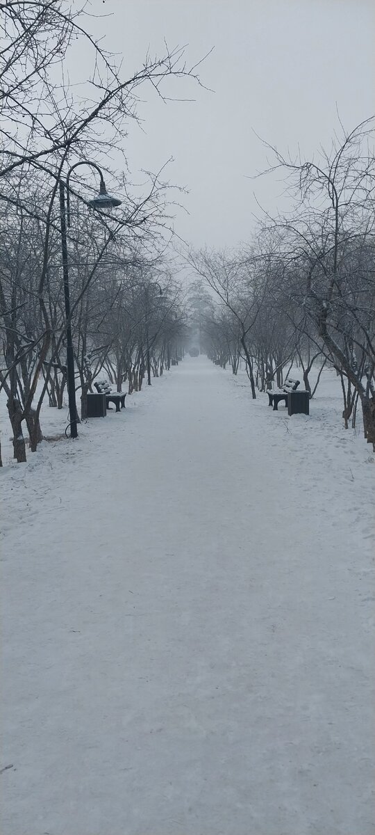 Аллея улицы Горького в Чите  в морозном тумане. 