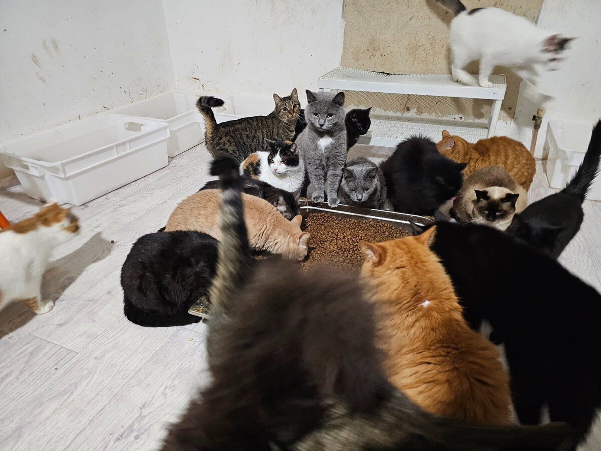 Вот так они кушают