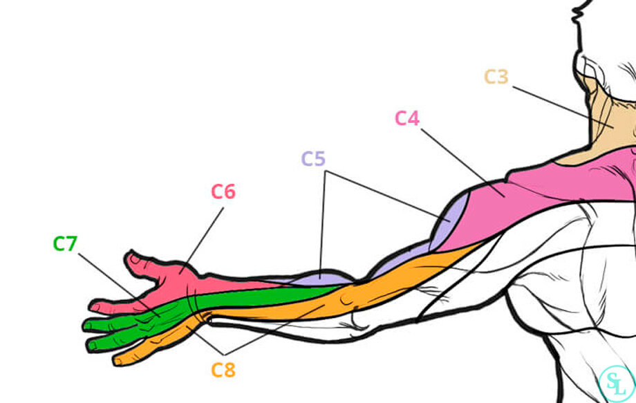 Боль под левой лопаткой немеет рука. Иннервация шейного отдела позвоночника. Иннервация Корешков шейного отдела. Иннервация нервных Корешков шейного отдела. С6 с7 шейного отдела позвоночника иннервация.
